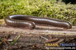 Grüner Tausendfüßer, Telodeinopus aoutii