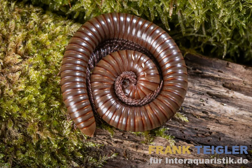 Grüner Tausendfüßer, Telodeinopus aoutii