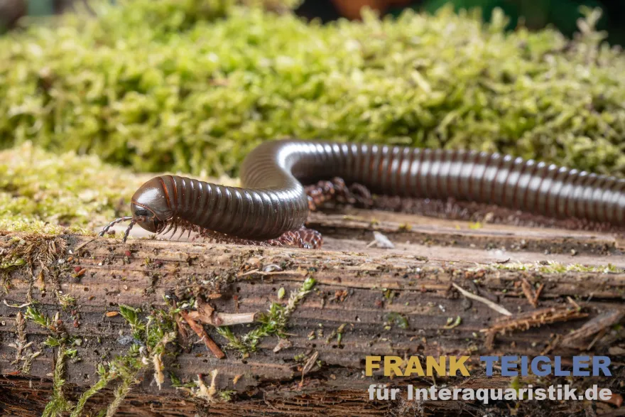 Grüner Tausendfüßer, Telodeinopus aoutii