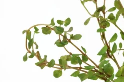 Grüne rundblättrige Rotala, Rotala rotundifolia green, In Vitro
