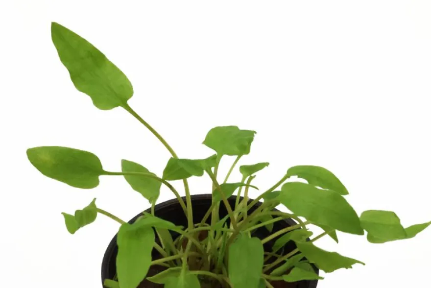 Grüner Wasserkelch, Cryptocoryne wendtii "Green", im Topf