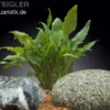 Grüner Wasserkelch, Cryptocoryne wendtii "Green", XL-Topf, Mutterpflanze