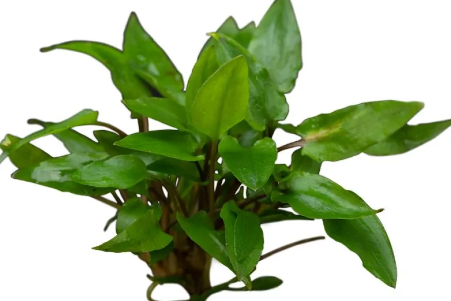 Grüner Wasserkelch, Cryptocoryne wendtii "Green", XL-Topf, Mutterpflanze