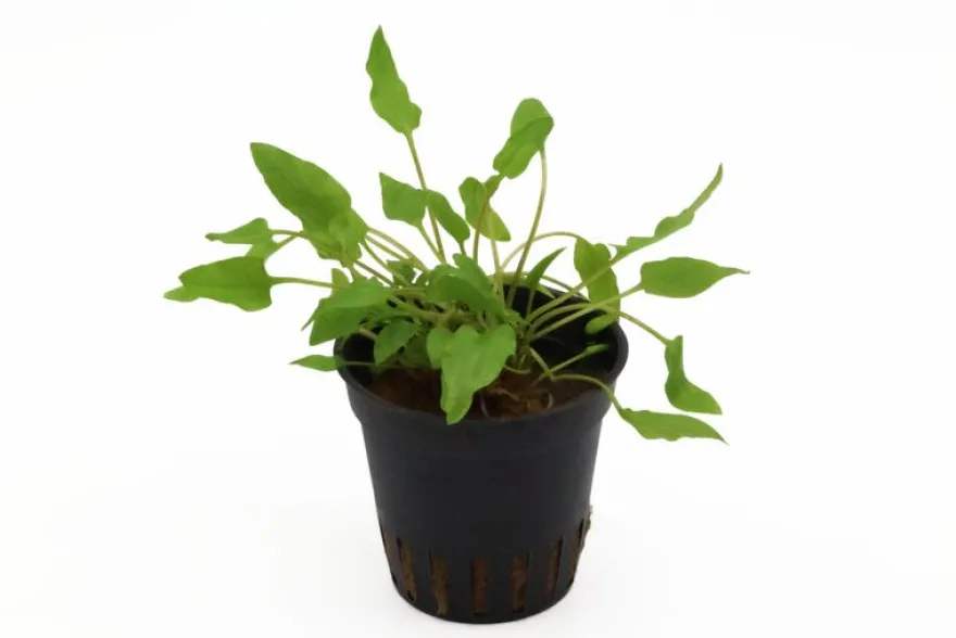 Grüner Wasserkelch, Cryptocoryne wendtii "Green", XL-Topf, Mutterpflanze