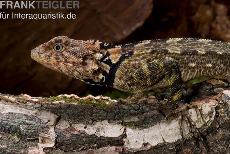 Grüner Wasserleguan, Plica plica