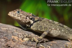 Grüner Wasserleguan, Plica plica
