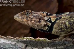 Grüner Wasserleguan, Plica plica