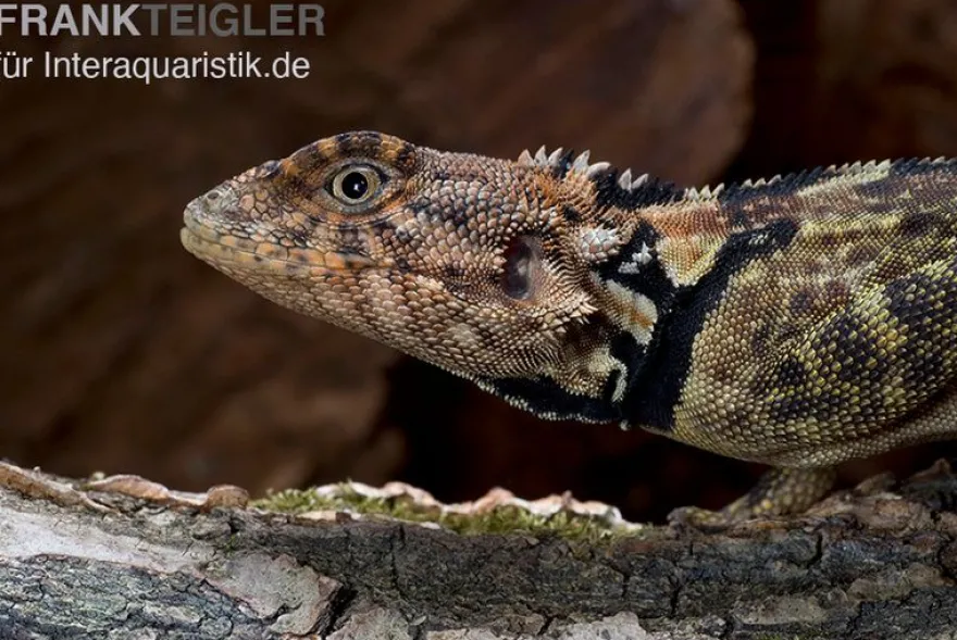 Grüner Wasserleguan, Plica plica