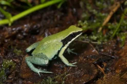 Grünes Buntfröschchen, Mantella viridis