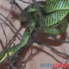 Grüne Schmuckbaumnatter, Chrysopelea ornata