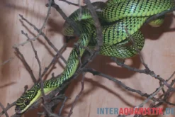 Grüne Schmuckbaumnatter, Chrysopelea ornata