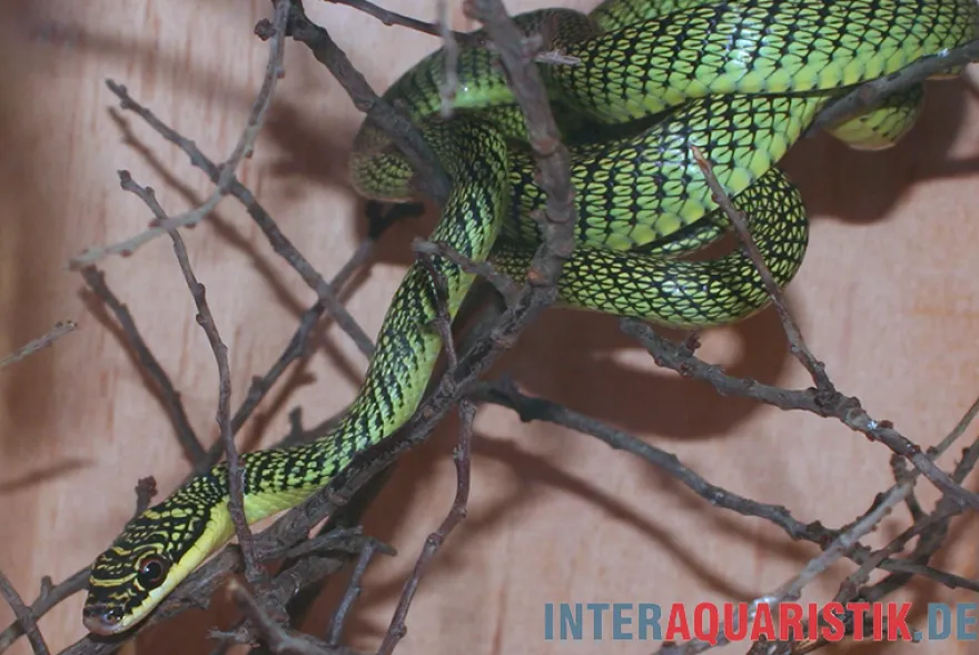 Grüne Schmuckbaumnatter, Chrysopelea ornata