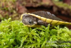 Grüne Spitzkopfschildkröte, Elseya branderhorsti