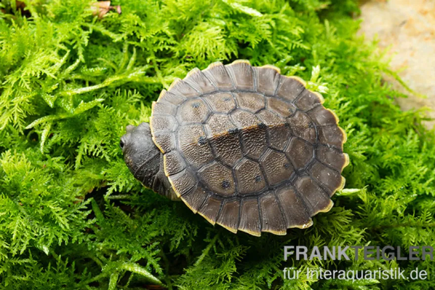 Grüne Spitzkopfschildkröte, Elseya branderhorsti