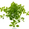 Grünes Sumpf-Ludwigkraut, Ludwigia palustris Green, im Topf