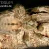 Grüne Trinidad-Vogelspinne, Psalmopoeus cambridgei, Spiderling 3/4''