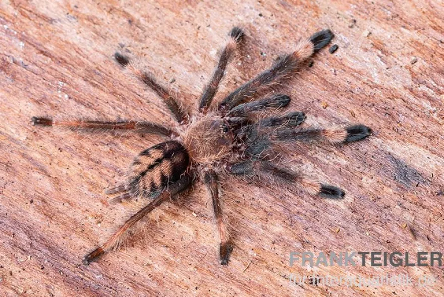 Grüne Trinidad-Vogelspinne, Psalmopoeus cambridgei, Spiderling 3/4''