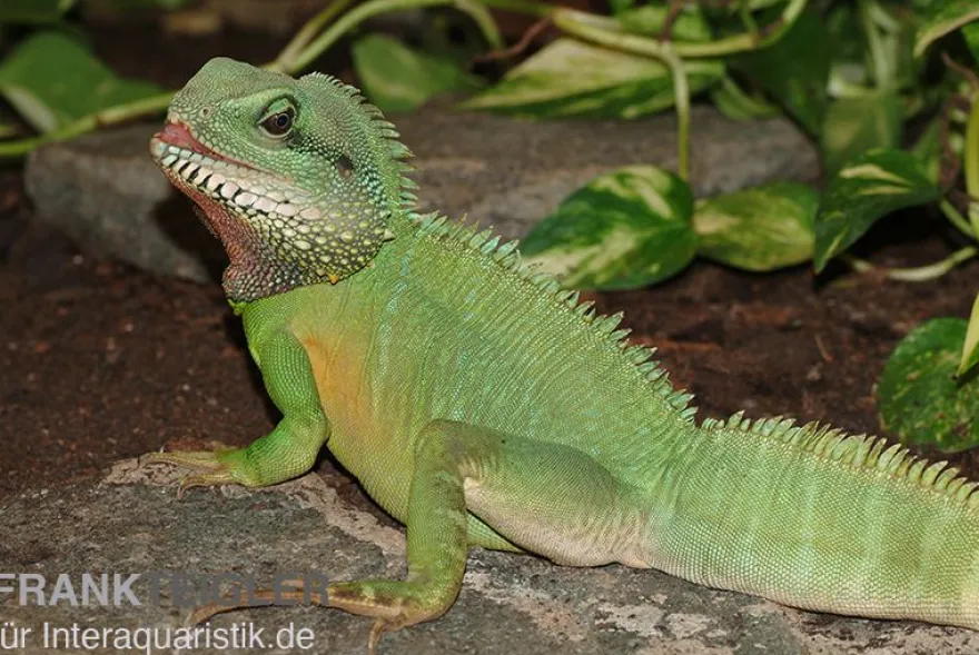 Grüne Wasseragame, Physignathus cocincinus, Zufällig ausgewählt