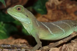 Grüne Wasseragame, Physignathus cocincinus, Zufällig ausgewählt