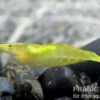 Grüne Zwerggarnele, Neocaridina babaulti