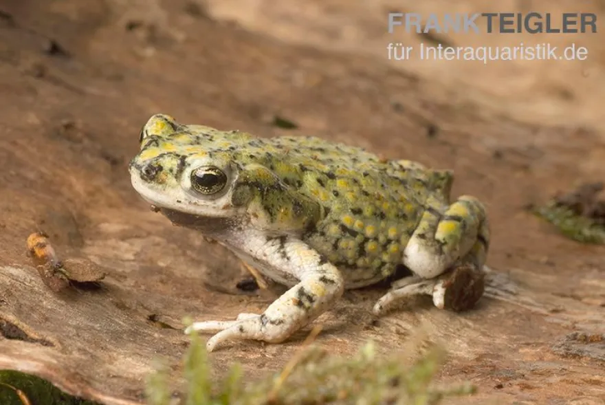 Grüne Zwergkröte, Bufo debilis