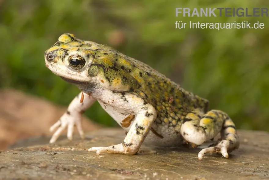 Grüne Zwergkröte, Bufo debilis