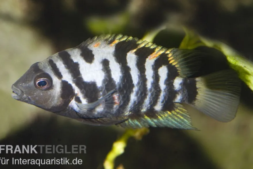 Grünflossenbuntbarsch, Cichlasoma nigrofasciatum (Amatitlania nigrofasciata)