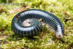 Grüngelber Tausendfüßer, Aulacobolus sp. „Green-Yellow“