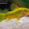 Grüngestreifter Panzerwels, Corydoras venazuelanus "Green stripe" CW09