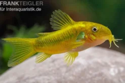 Grüngestreifter Panzerwels, Corydoras venazuelanus "Green stripe" CW09