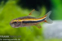 Grünpunkt-Raubsalmler, Poecilocharax weitzmani