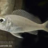 Großaugen-Sandcichlide, Callochromis macrops NDOLE RED, DNZ
