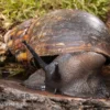 Große Achatschnecke, Archachatina marginata ovum