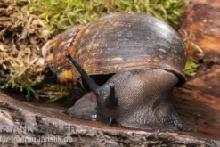 Große Achatschnecke, Archachatina marginata ovum