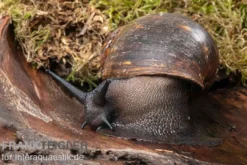 Große Achatschnecke, Archachatina marginata ovum