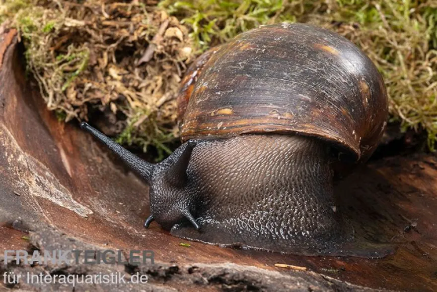 Große Achatschnecke, Archachatina marginata ovum