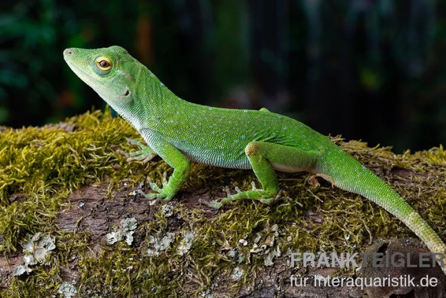 Großer Grün-Anolis, Anolis biporcatus, Ohne Geschlechtsauswahl