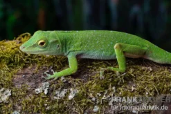 Großer Grün-Anolis, Anolis biporcatus, Ohne Geschlechtsauswahl