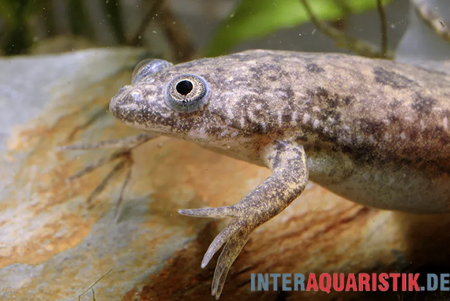 Großer Krallenfrosch, Xenopus muelleri