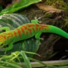 Großer Madagaskar-Taggecko „High Red“, Phelsuma grandis