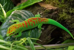 Großer Madagaskar-Taggecko „High Red“, Phelsuma grandis