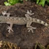 Großer Malaiischer Hausgecko, Gekko monarchus