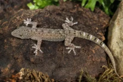 Großer Malaiischer Hausgecko, Gekko monarchus