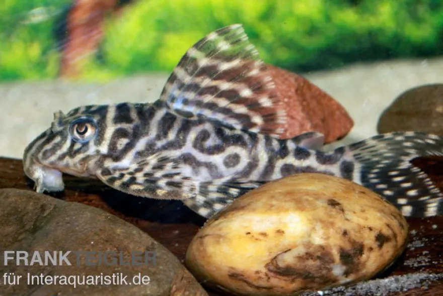 Großer Ozelot-Harnischwels, Hypancistrus spec. L400, 5-6 cm