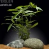 Großer Wasserfreund, Hygrophila angustifolia, im Topf