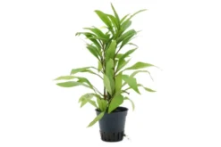 Großer Wasserfreund, Hygrophila angustifolia, im Topf