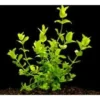 Großes Fettblatt, Bacopa amplexicaulis/caroliniana, im Topf