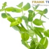 Großes Fettblatt, Bacopa caroliniana, Bund