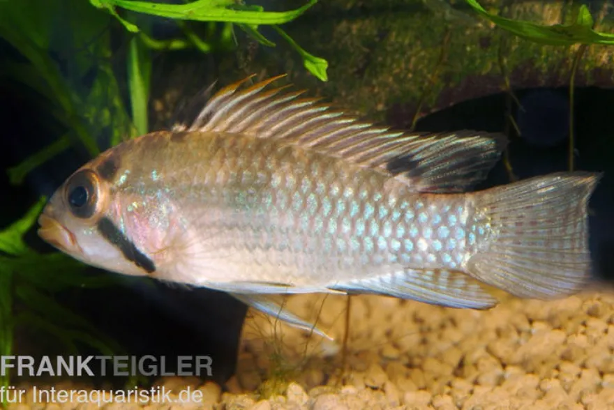 Großmaul Apistogramma, Apistogramma norberti