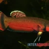 Großmaul-Kampffisch, Betta macrostoma